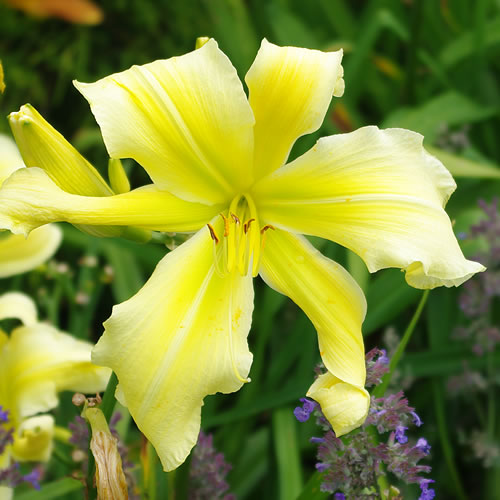 Hemerocallis Simplicity in Motion